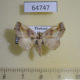 64747p Noctuidae sp. Thailand $7