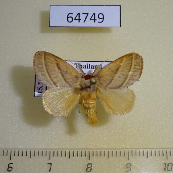 Limacodidae Cania bilinea Thailand