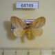 64749p Limacodidae Cania bilinea Thailand $6