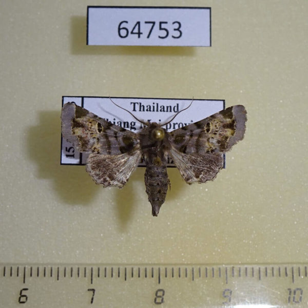 Euteliidae Atacira grabczewskii Thailand