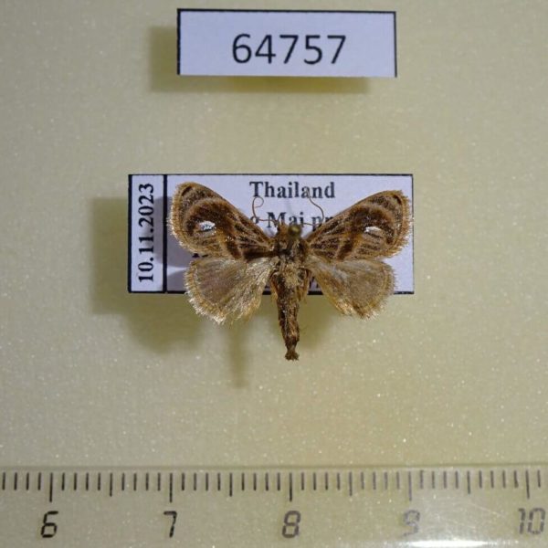 Limacodidae Atosia himalayana Thailand
