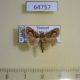 64757p Limacodidae Atosia himalayana Thailand $7