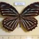 64761p Nymphalidae Elymnias neasea Borneo $15