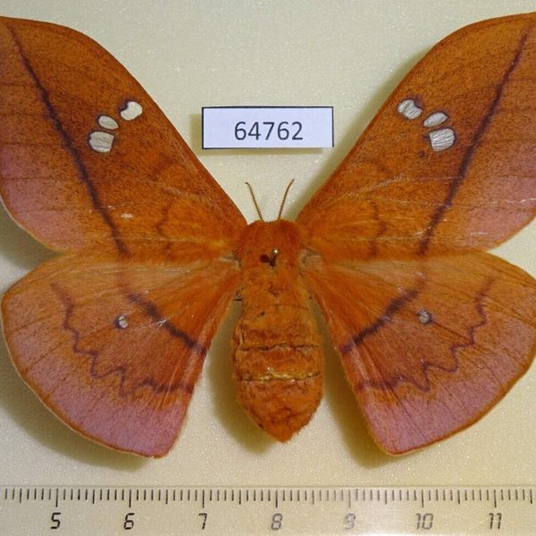 Saturniidae Cricula jordani f Thailand
