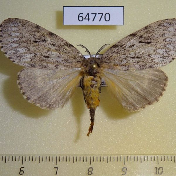 Lymantridae Lymantria sp. gaborronkayi f Thailand