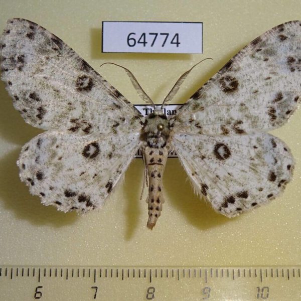 Geometridae Ophthalmitis albosignaria Thailand