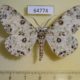 64774p Geometridae Ophthalmitis albosignaria Thailand $8