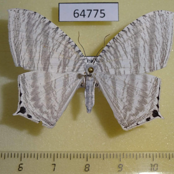 Uraniidae Micronia aculeata Thailand