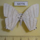 64776p Uraniidae Pseudomicronia sp. Thailand $12