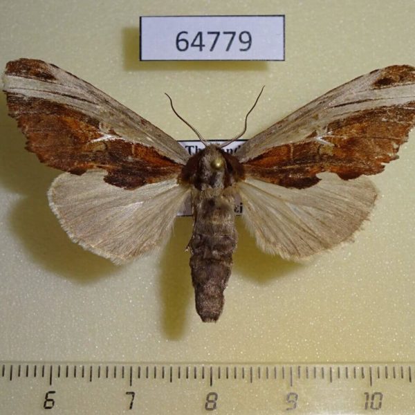 Notodontiidae Spatalia celeia violaceus f Thailand
