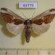 64779p Notodontiidae Spatalia celeia violaceus f Thailand $9