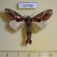 64780p Notodontiidae Spatalia celeia violaceus Thailand $7
