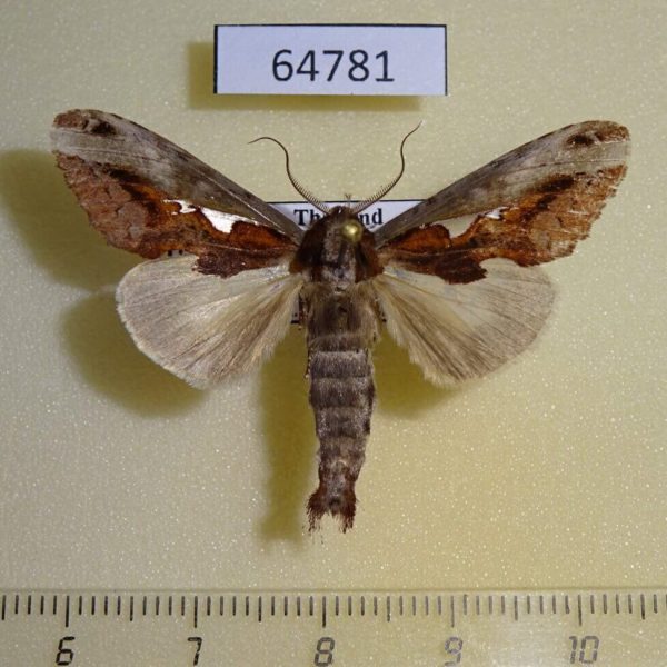 Notodontiidae Spatalia celeia violaceus Thailand