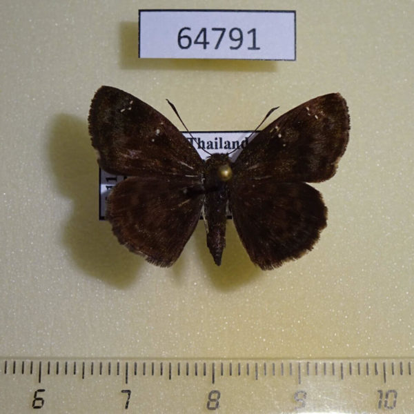 Hesperiidae Sarangesa dasahara dasahara Thailand