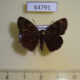 64791p Hesperidae Sarangesa dasahara dasahara Thailand $5