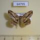 64795p Geometridae Chiasmia sp. Thailand $6