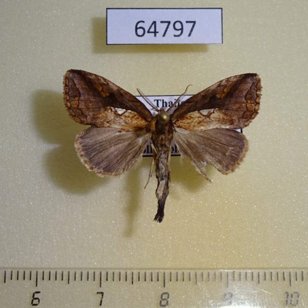 Notodontiidae Rosama plusioides Thailand