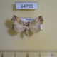 64799p Noctuidae sp. Thailand $10