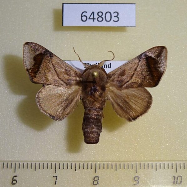 Limacodidae Setora fletcheri Thailand