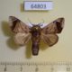 64803p Limacodidae Setora fletcheri Thailand $6