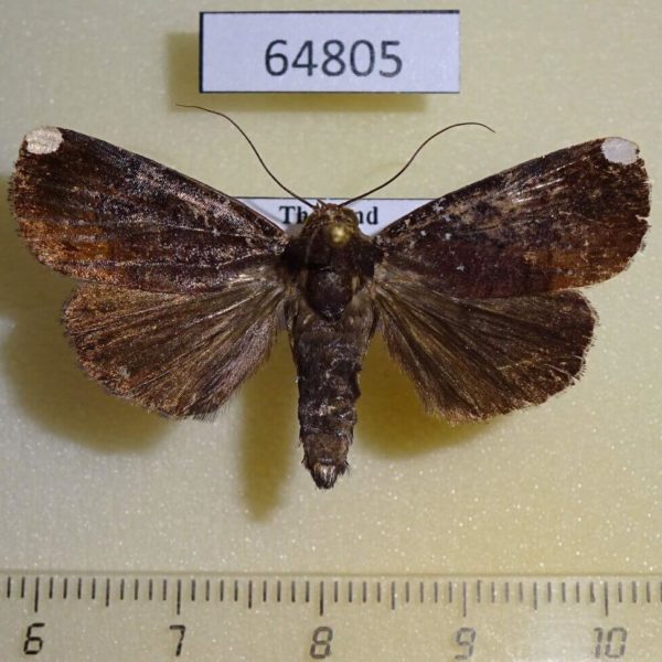 Noctuidae Callyna monoleuca Thailand