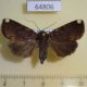 64806p Noctuidae Callyna monoleuca Thailand $7