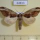 64813p Notodontiidae Spatalia celeia violaceus f Thailand $9