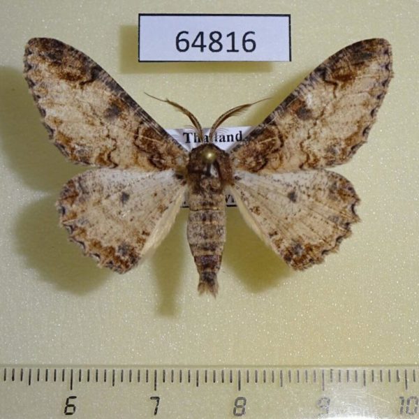 Geometridae Amraica recursaria Thailand