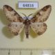 64816p Geometridae Amraica recursaria Thailand $6