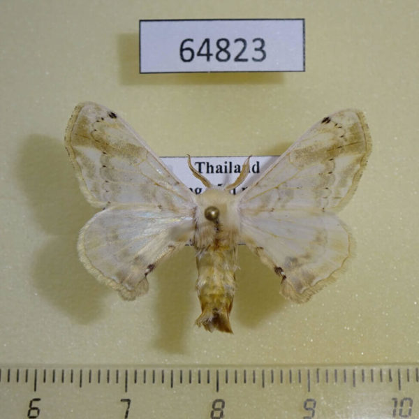 Bombycidae Ernolatia moorei Thailand