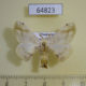 64823p Bombycidae Ernolatia moorei Thailand $7