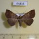 64833p Noctuidae Herminiinae sp. f Thailand $8