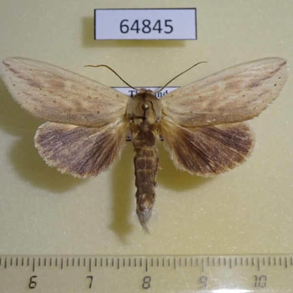 Notodontiidae Saliocleta malayana Thailand