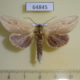 64845p Notodontiidae Saliocleta malayana Thailand $8