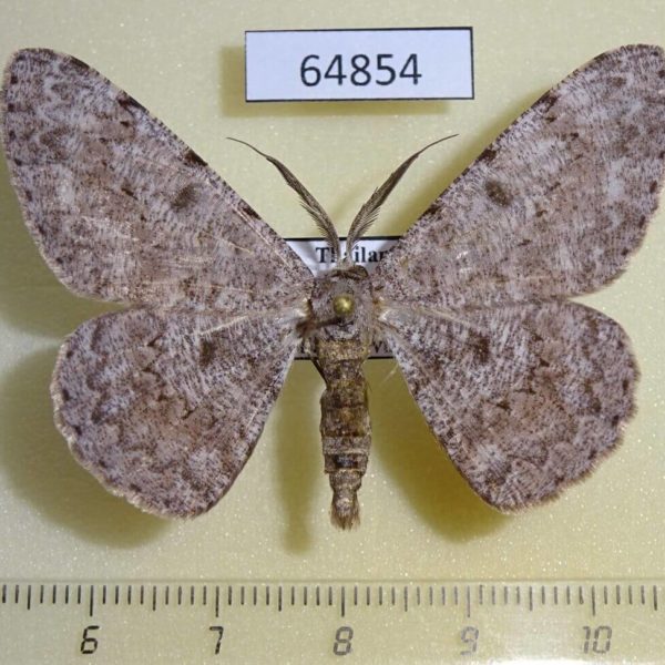 Geometridae Hypomecis cineracea Thailand