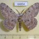64854p Geometridae Hypomecis cineracea Thailand $6