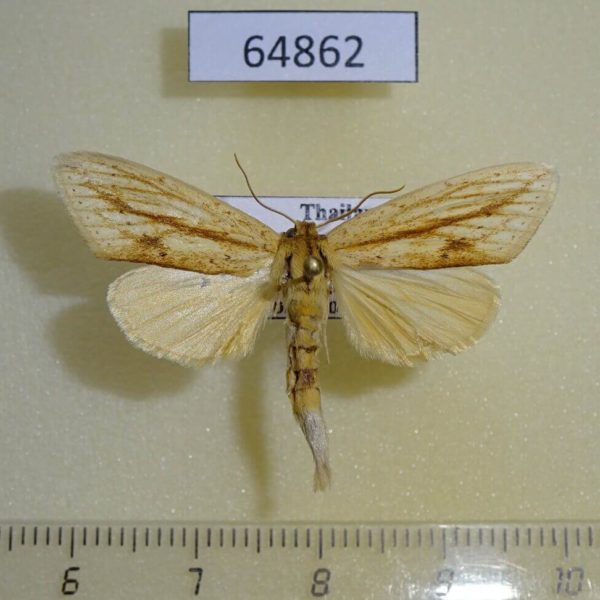 Notodontiidae Saliocleta postica Thailand