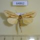 64862p Notodontiidae Saliocleta postica Thailand $6