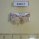 64867p Limacodidae Darna sybilla Thailand $6