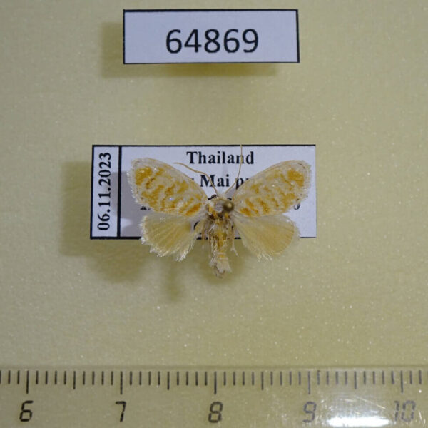 Limacodidae Quasinarosa corusca Thailand