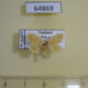 64869p Limacodidae Quasinarosa corusca Thailand $9