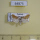 64873p Arctiidae Adites frigida Thailand $9