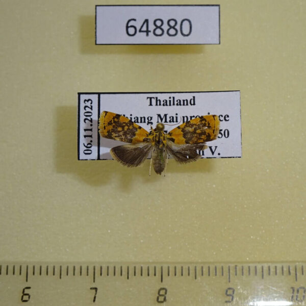 Immidae Imma mackwoodii Thailand