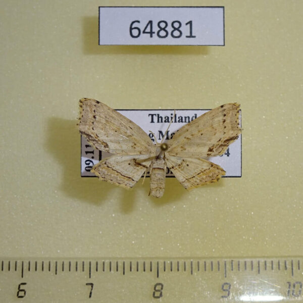 Drepanidae Gogana tenera Thailand