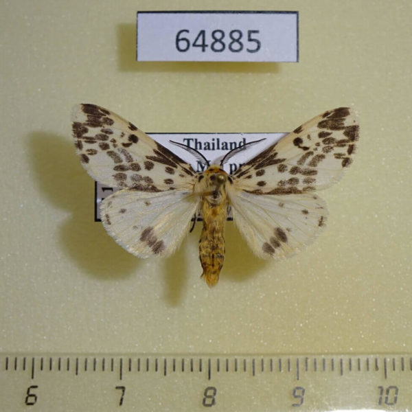 Arctiidae Lemyra maculifascia Thailand