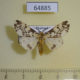 64885p Arctiidae Lemyra maculifascia Thailand $8