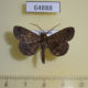 64888p Noctuidae Bocana manifestalis Thailand $8