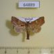 64889p Euteliidae Phalga clarirena Thailand $10