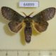 64899p Notodontiidae Neostauropus major Thailand $9