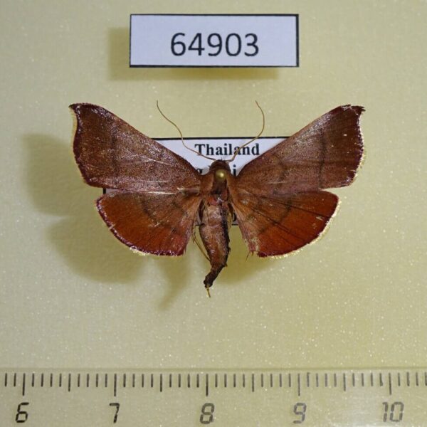 Pyralidae Hydrorybina polusalis f Thailand